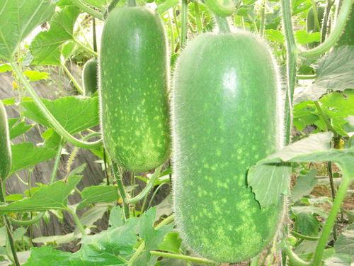 网红刘二萌吃瓜图片大全,揭秘网红日常趣味瞬间  第1张